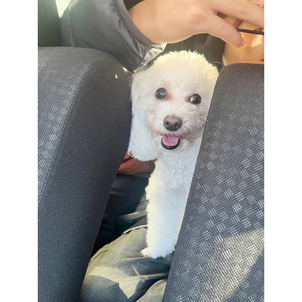 卒業犬ビオレちゃん、初めてづくし！